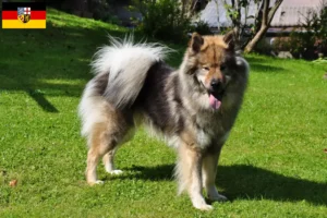 Read more about the article Eurasier-opdrættere og hvalpe i Saarland