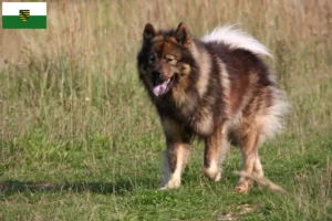 Read more about the article Eurasier-opdrættere og hvalpe i Sachsen