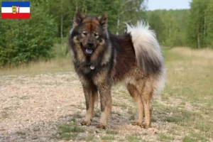 Read more about the article Eurasier-opdrættere og hvalpe i Slesvig-Holsten