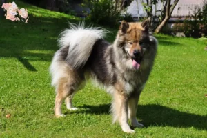 Read more about the article Eurasier opdrættere og hvalpe i Syddanmark