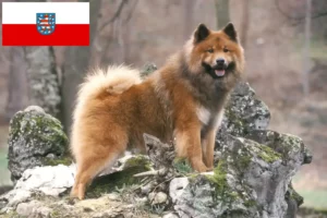 Read more about the article Eurasier-opdrættere og hvalpe i Thüringen