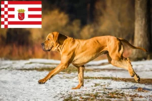 Read more about the article Fila Brasileiro opdrættere og hvalpe i Bremen
