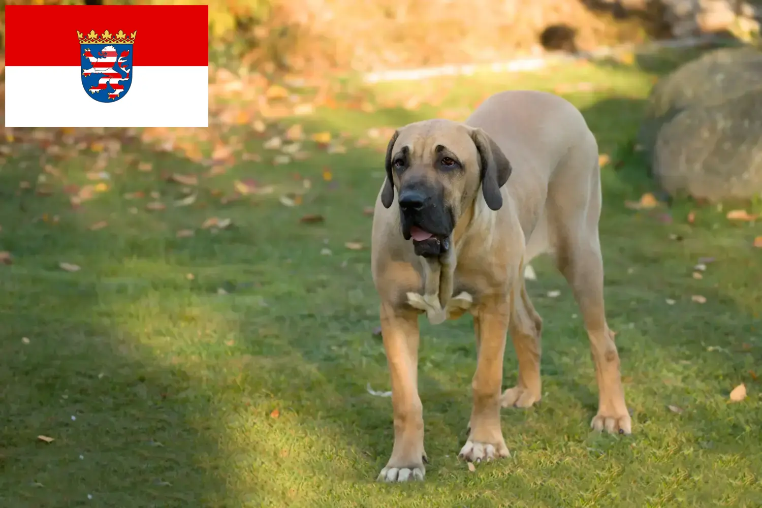 Fila Brasileiro hvalpe og opdrættere Hessen Her kan du finde Fila Brasileiros-opdrættere i Hessen.