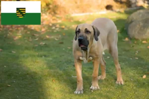 Read more about the article Fila Brasileiro opdrættere og hvalpe i Sachsen