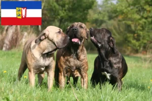 Read more about the article Fila Brasileiro opdrættere og hvalpe i Slesvig-Holsten