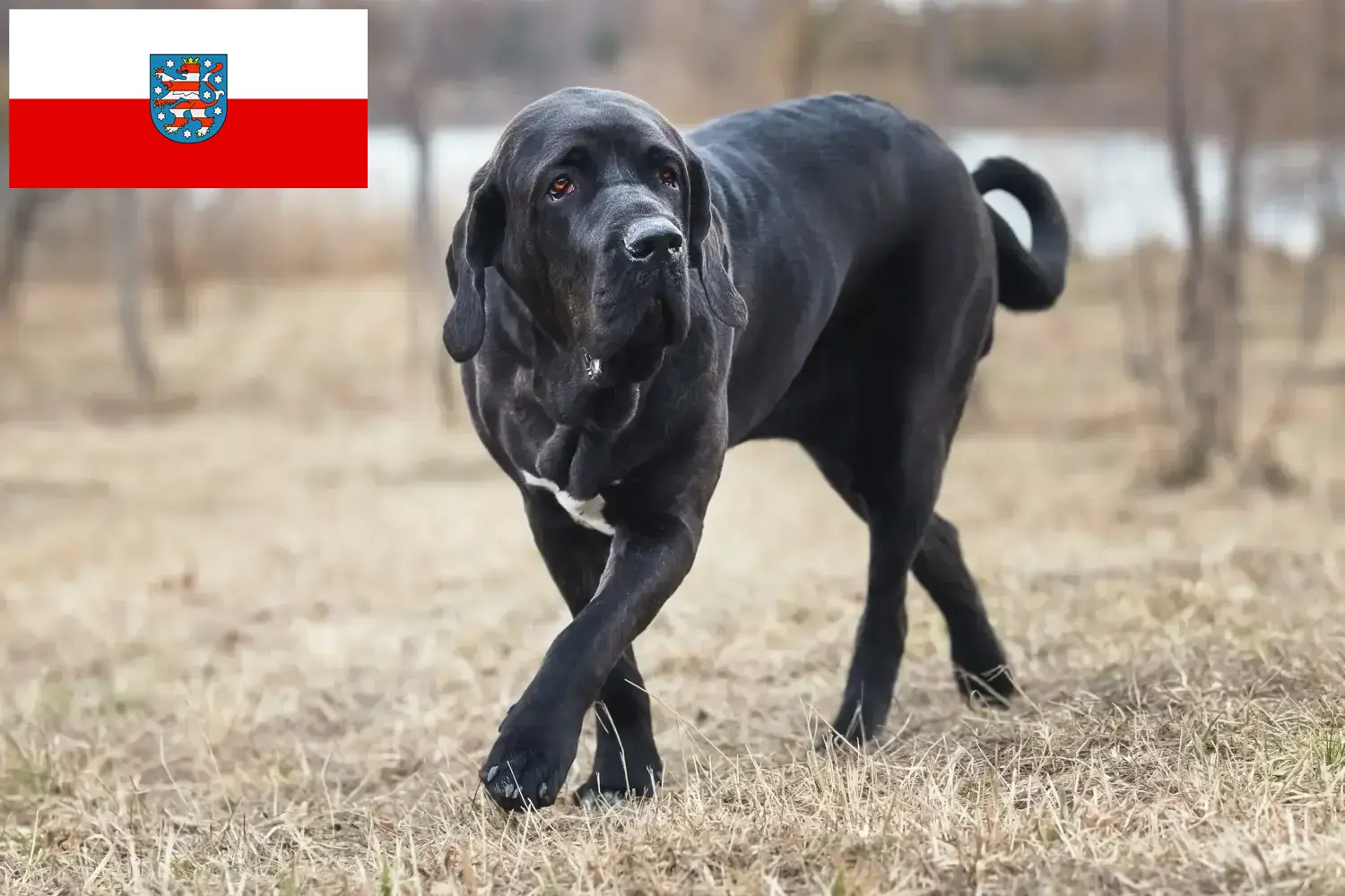 Read more about the article Fila Brasileiro opdrættere og hvalpe i Thüringen