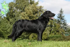 Read more about the article Flat Coated Retriever opdrættere og hvalpe på Sjælland
