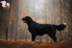 Read more about the article Flat Coated Retriever opdrættere og hvalpe i Syddanmark