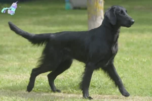 Read more about the article Flat Coated Retriever opdrættere og hvalpe i Nordjylland