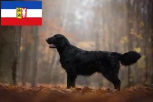Read more about the article Flat Coated Retriever opdrættere og hvalpe i Schleswig-Holstein