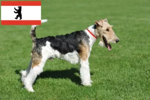 Read more about the article Fox Terrier opdrættere og hvalpe i Berlin