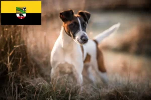Read more about the article Foxterrier-opdrættere og hvalpe i Sachsen-Anhalt