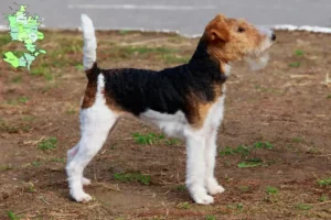 Read more about the article Fox Terrier opdrættere og hvalpe på Sjælland