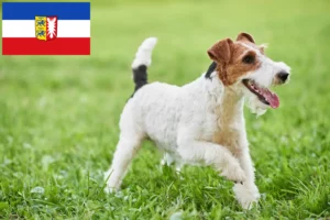 Read more about the article Fox Terrier opdrættere og hvalpe i Slesvig-Holsten