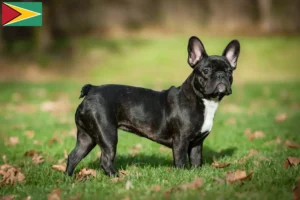 Read more about the article Opdrættere af franske bulldogs og hvalpe i Guyana