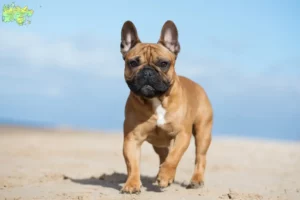 Read more about the article Fransk Bulldog opdrættere og hvalpe i Midtjylland