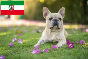 Read more about the article Fransk Bulldog opdrættere og hvalpe i Nordrhein-Westfalen