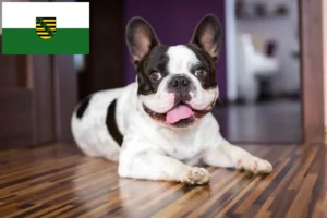 Read more about the article Opdrættere af franske bulldogs og hvalpe i Sachsen