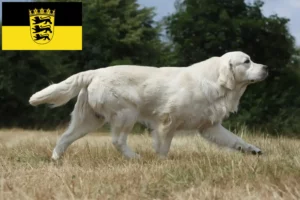 Read more about the article Golden Retriever-opdrættere og -hvalpe i Baden-Württemberg