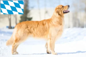 Read more about the article Golden Retriever-opdrættere og -hvalpe i Bayern