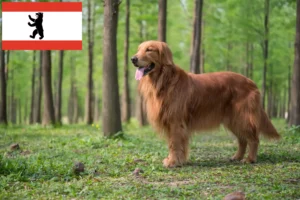 Read more about the article Golden Retriever opdrættere og hvalpe i Berlin