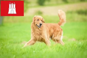 Read more about the article Golden Retriever opdrættere og hvalpe i Hamborg