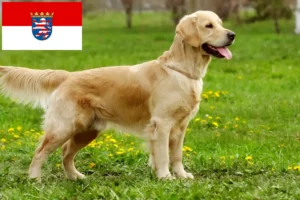 Read more about the article Golden Retriever opdrættere og hvalpe i Hessen