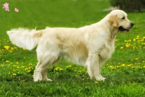Read more about the article Golden Retriever opdrættere og hvalpe i Hovedstaden