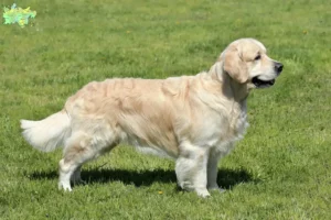 Read more about the article Golden Retriever opdrættere og hvalpe i Midtjylland