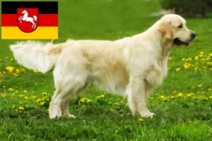 Read more about the article Golden Retriever-opdrættere og hvalpe i Niedersachsen