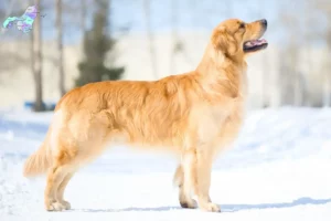 Read more about the article Golden Retriever opdrættere og hvalpe i Nordjylland