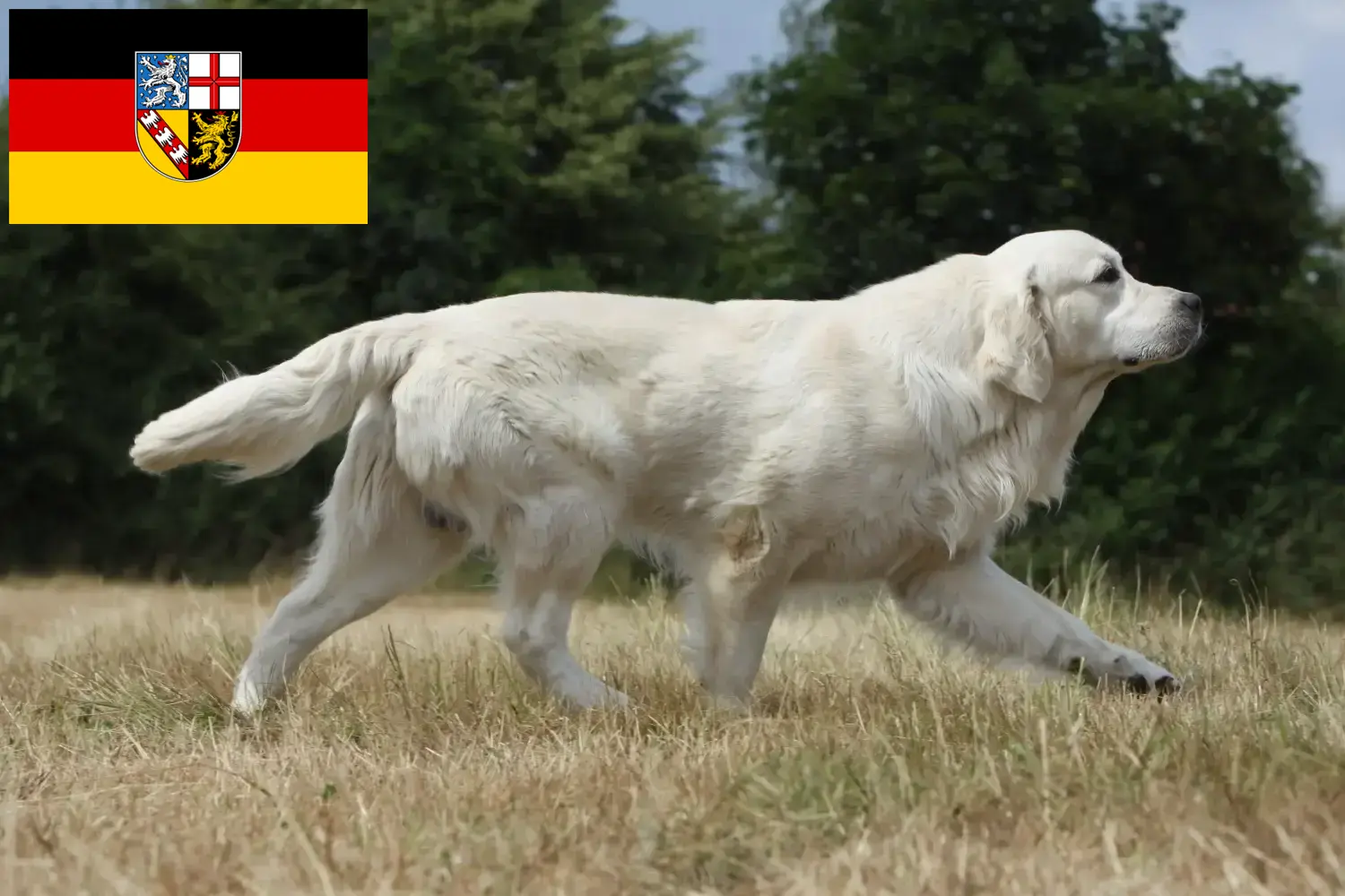 Read more about the article Golden Retriever opdrættere og hvalpe i Saarland