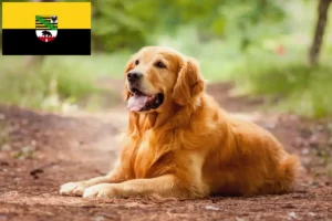 Read more about the article Golden Retriever opdrættere og hvalpe i Sachsen-Anhalt