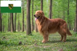 Read more about the article Golden Retriever-opdrættere og hvalpe i Sachsen