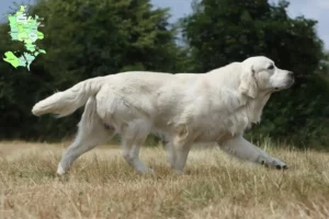 Read more about the article Golden Retriever opdrættere og hvalpe på Sjælland