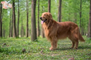 Read more about the article Golden Retriever opdrættere og hvalpe i Syddanmark