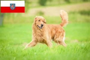 Read more about the article Golden Retriever opdrættere og hvalpe i Thüringen