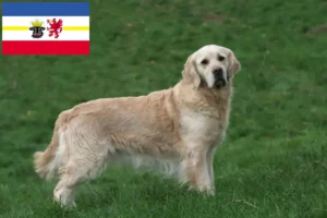 Read more about the article Golden Retriever opdrættere og hvalpe i Mecklenburg-Vorpommern