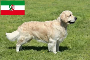 Read more about the article Golden Retriever opdrættere og hvalpe i Nordrhein-Westfalen