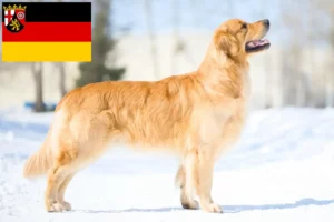 Read more about the article Golden Retriever opdrættere og hvalpe i Rheinland-Pfalz