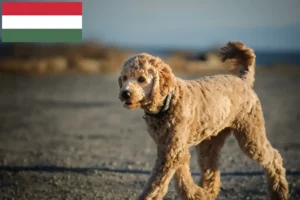 Read more about the article Goldendoodle-opdrættere og hvalpe i Ungarn