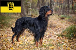 Read more about the article Gordon Setter opdrættere og hvalpe i Baden-Württemberg