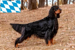 Read more about the article Gordon Setter opdrættere og hvalpe i Bayern