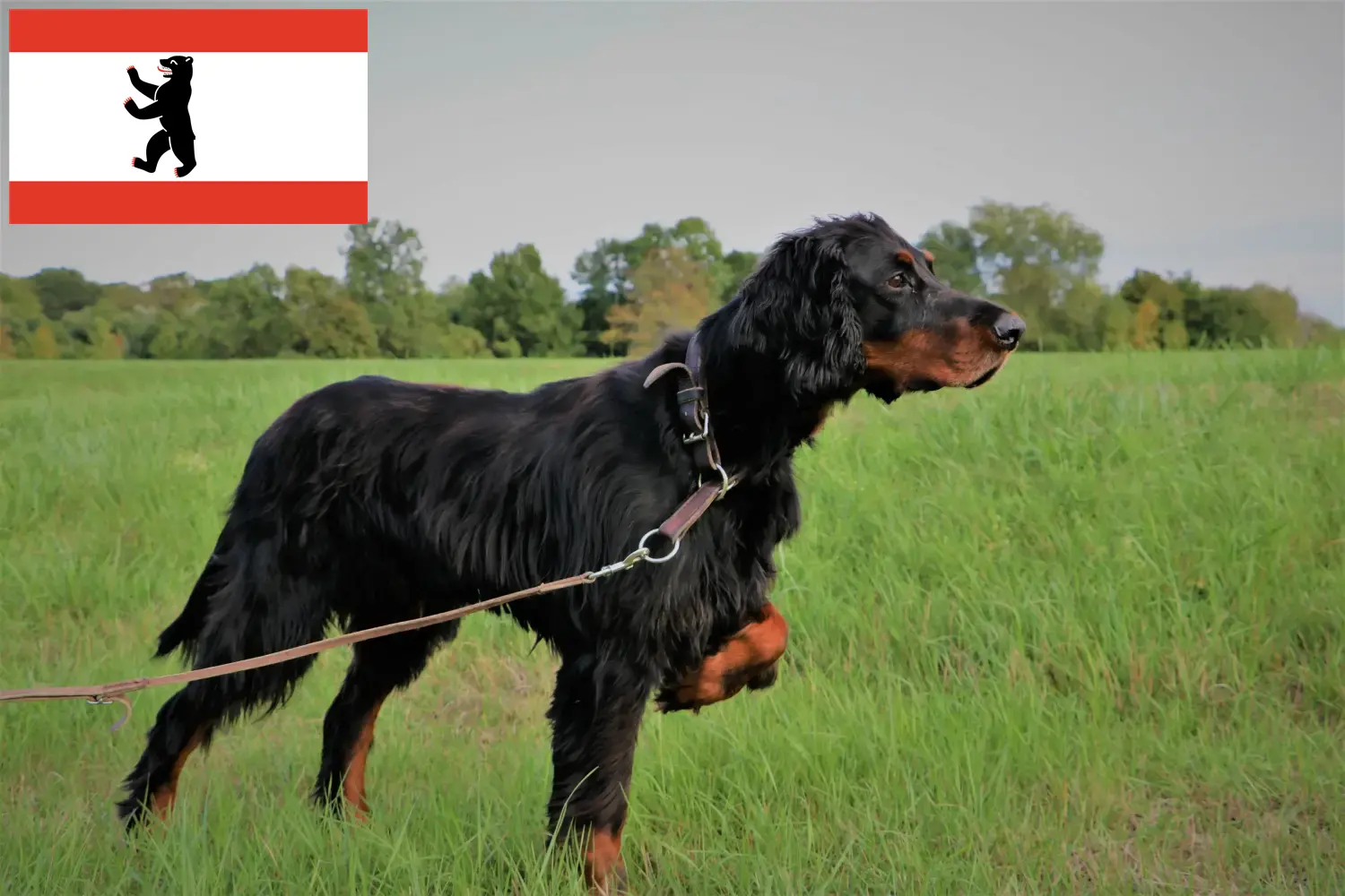 Read more about the article Gordon Setter opdrættere og hvalpe i Berlin