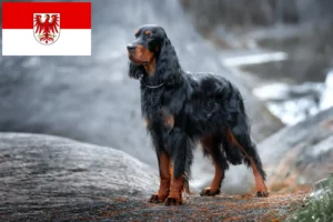 Read more about the article Gordon Setter opdrættere og hvalpe i Brandenburg