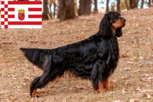 Read more about the article Gordon Setter opdrætter og hvalpe i Bremen