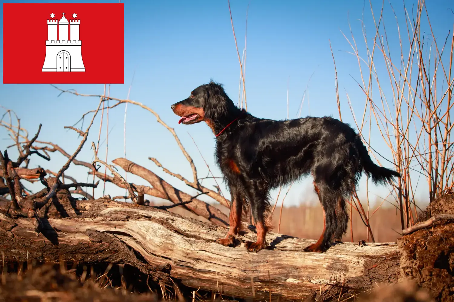 Read more about the article Gordon Setter opdrættere og hvalpe i Hamborg