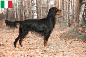 Read more about the article Gordon Setter opdrættere og hvalpe i Italien