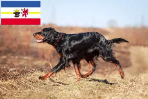 Read more about the article Gordon Setter opdrættere og hvalpe i Mecklenburg-Vorpommern