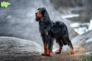 Read more about the article Gordon Setter opdrættere og hvalpe i Midtjylland